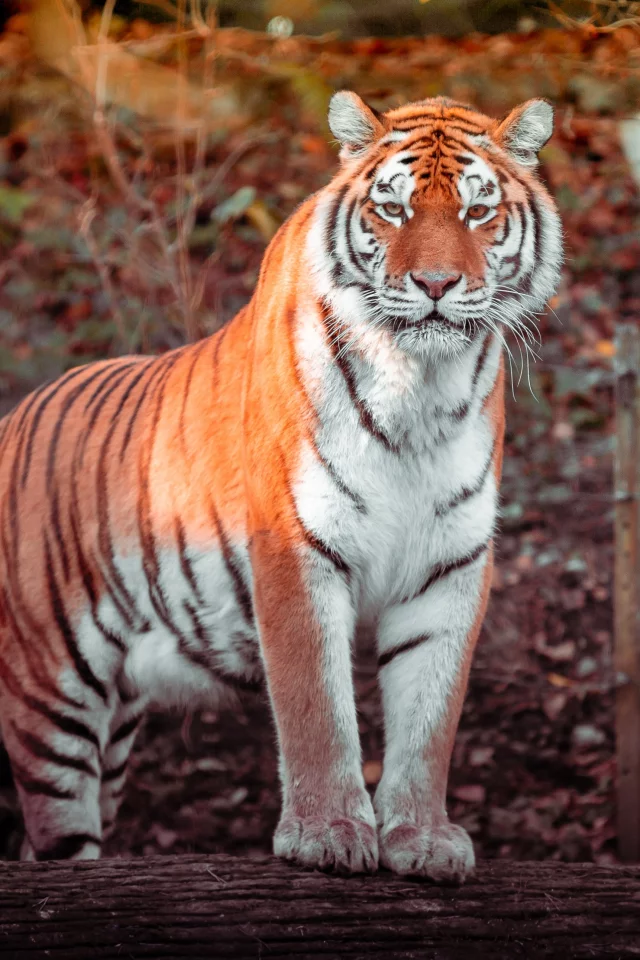 tiger, big cat, carnivore, predator, forest, zoo, tree
