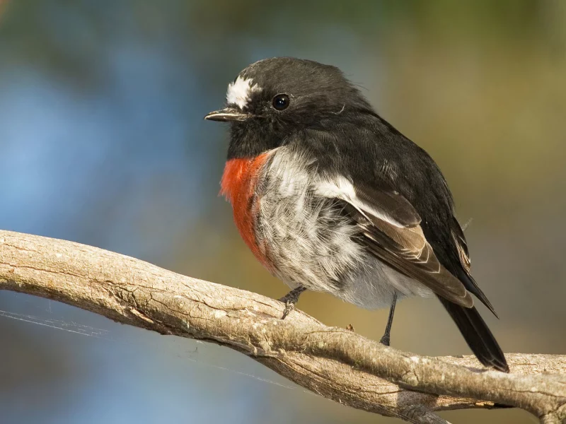 branch, beak, orange breast, feathers, bird