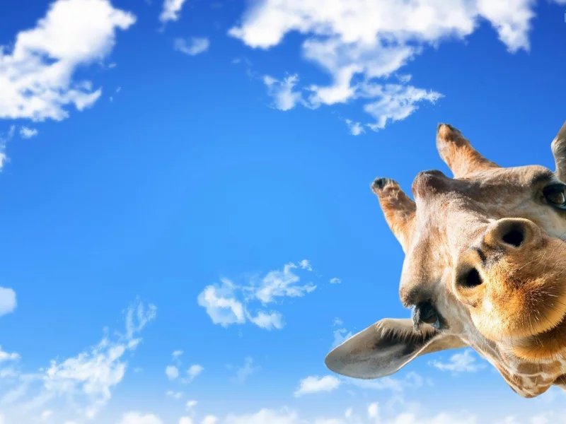 animal, giraffe, sky, clouds