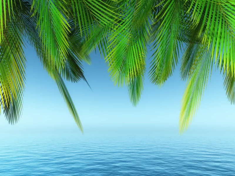 palm trees, tree, water, day time, plant