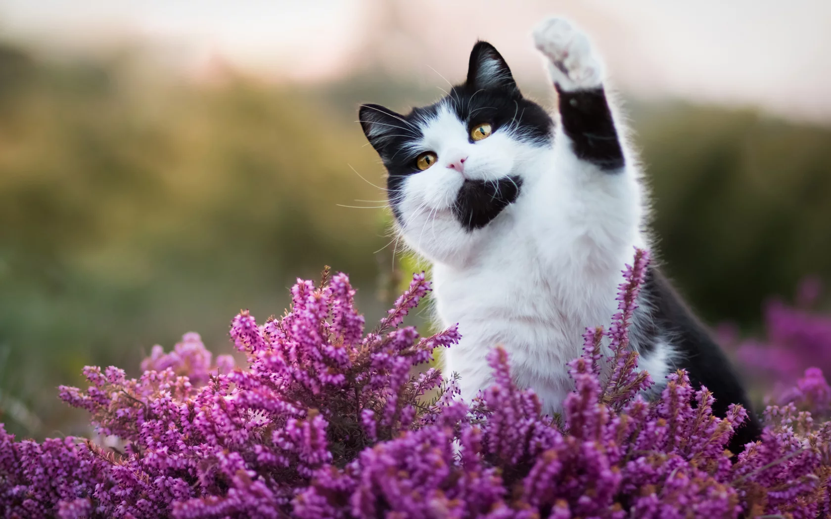 cute cat