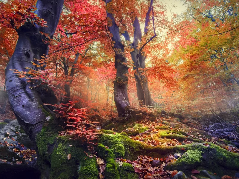 природа