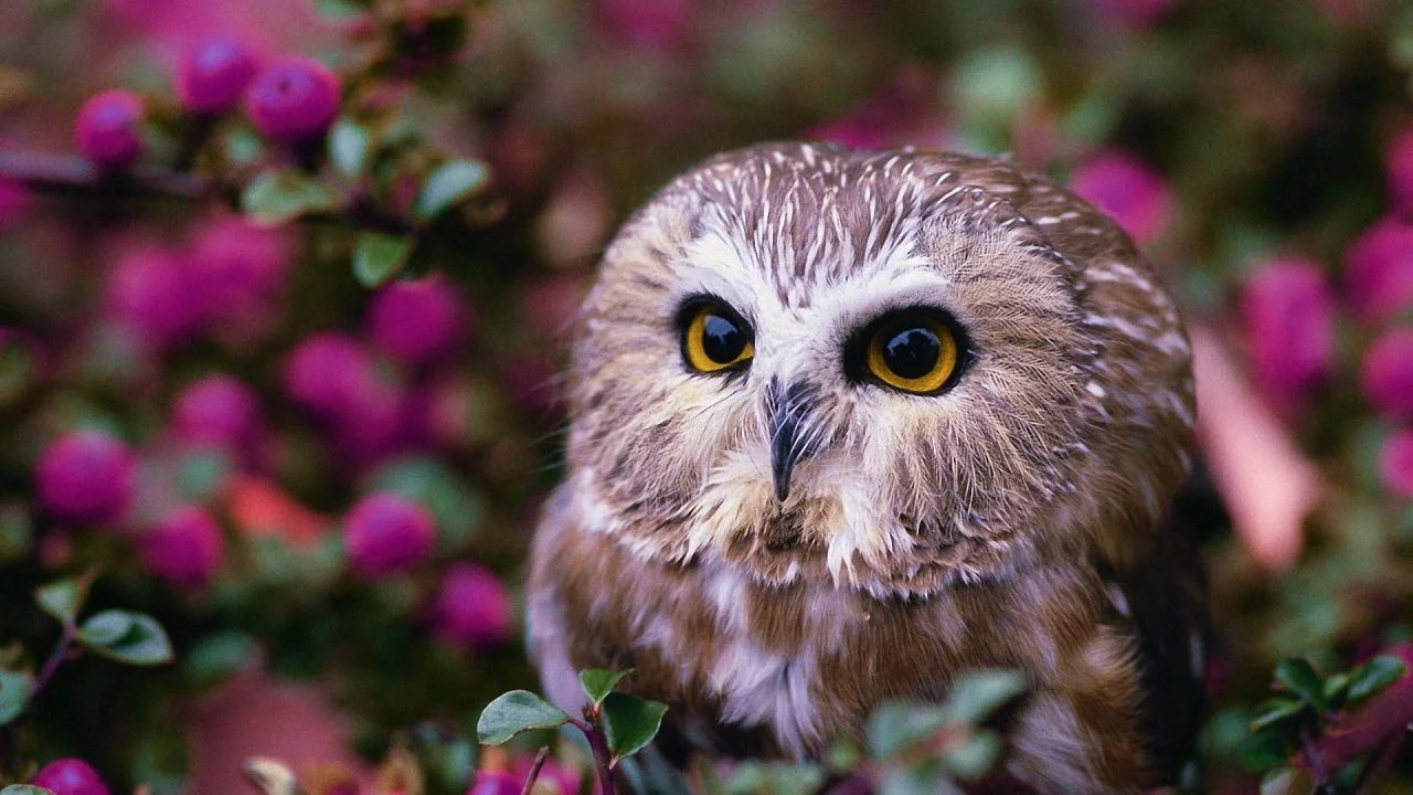 Птица