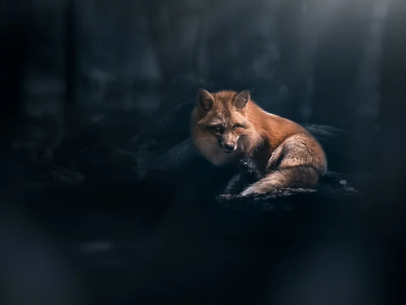 Животное
