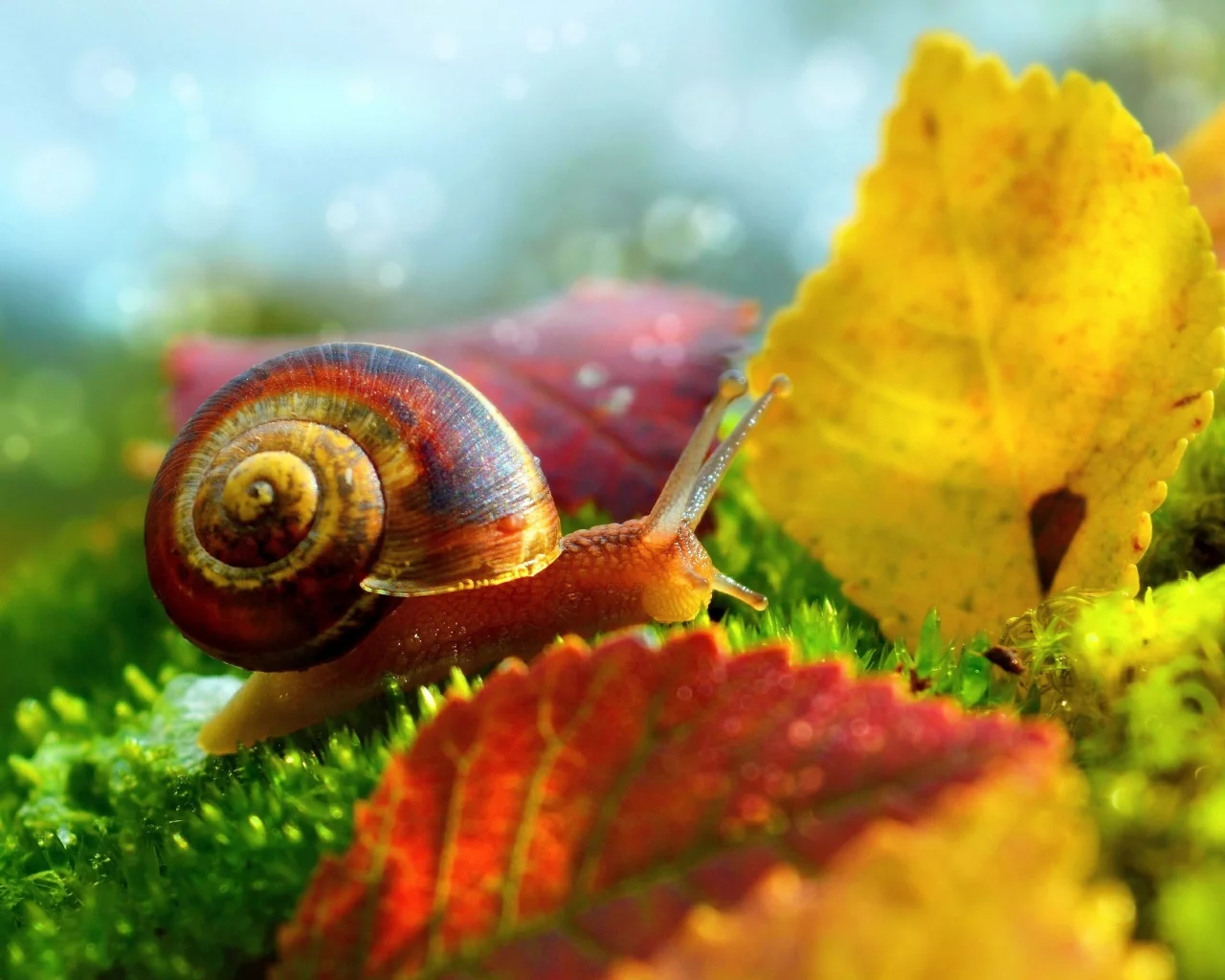 Macro