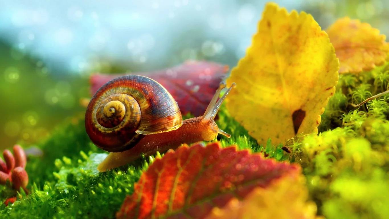 Macro