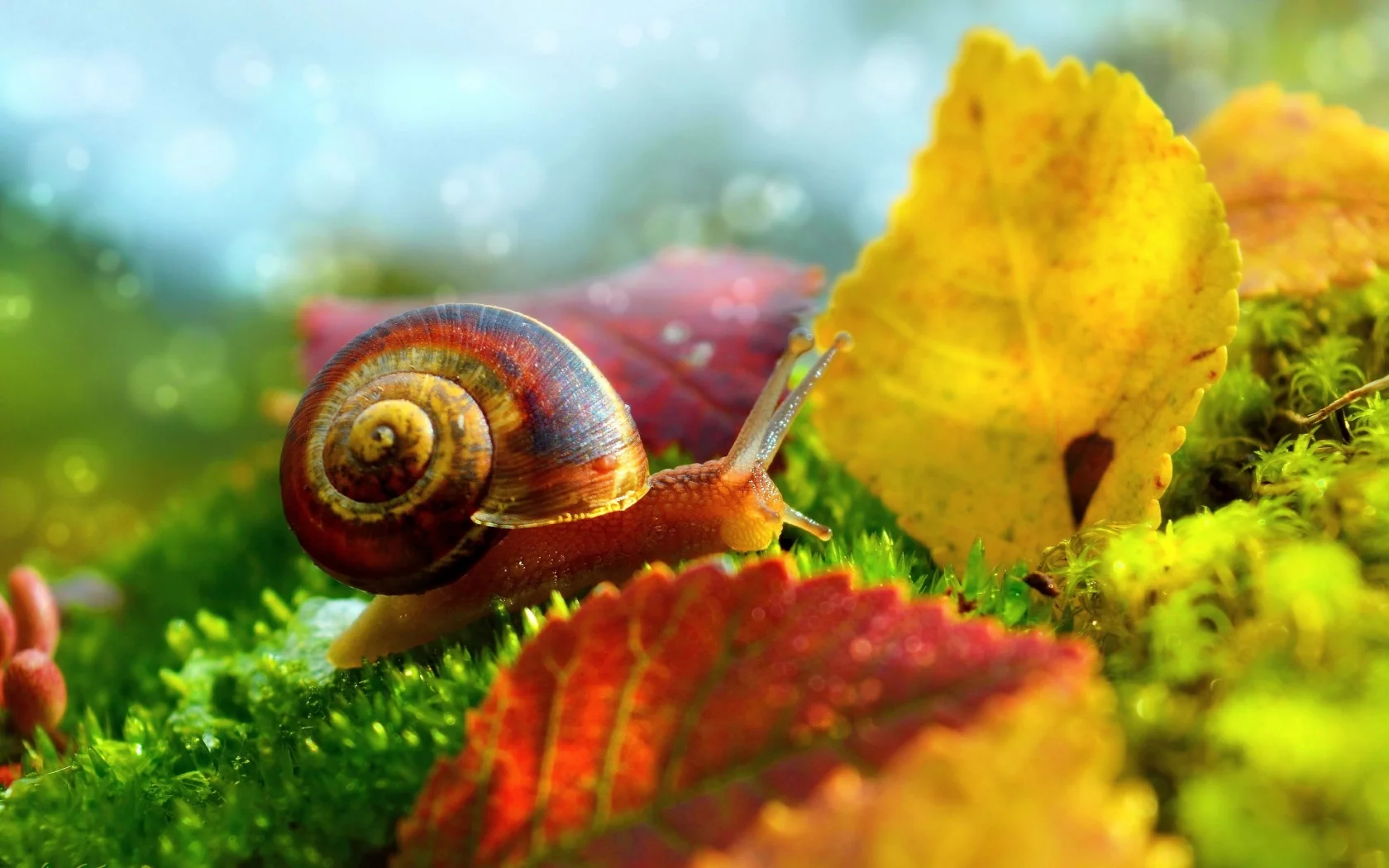 Macro