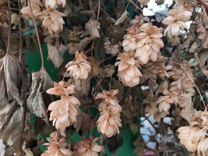 хмель