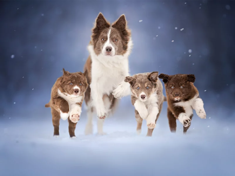 Бордер-колли