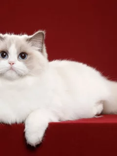 животное