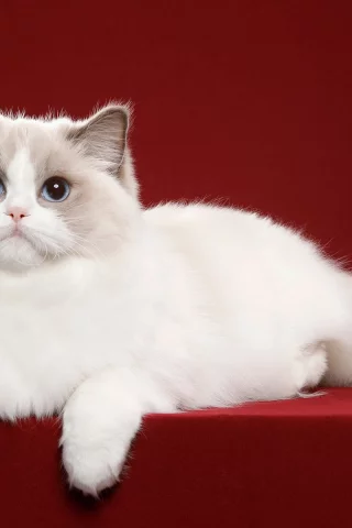 животное