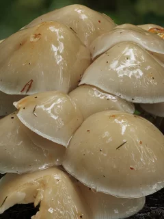 грибы