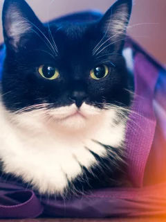 животное