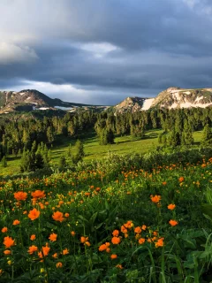 Луга