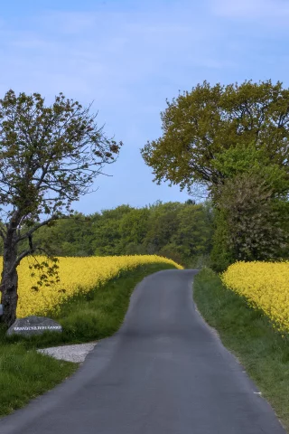 лето