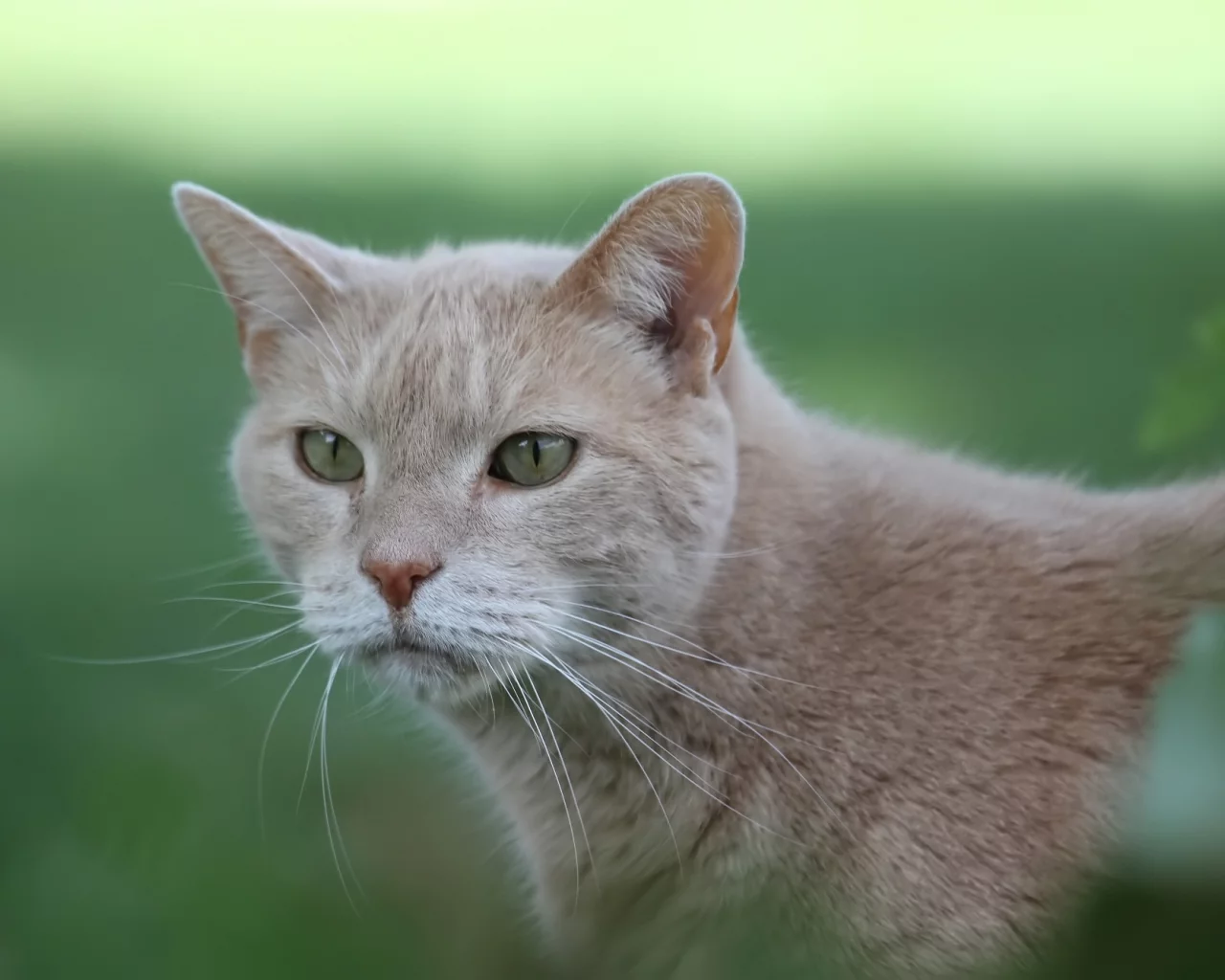 кот