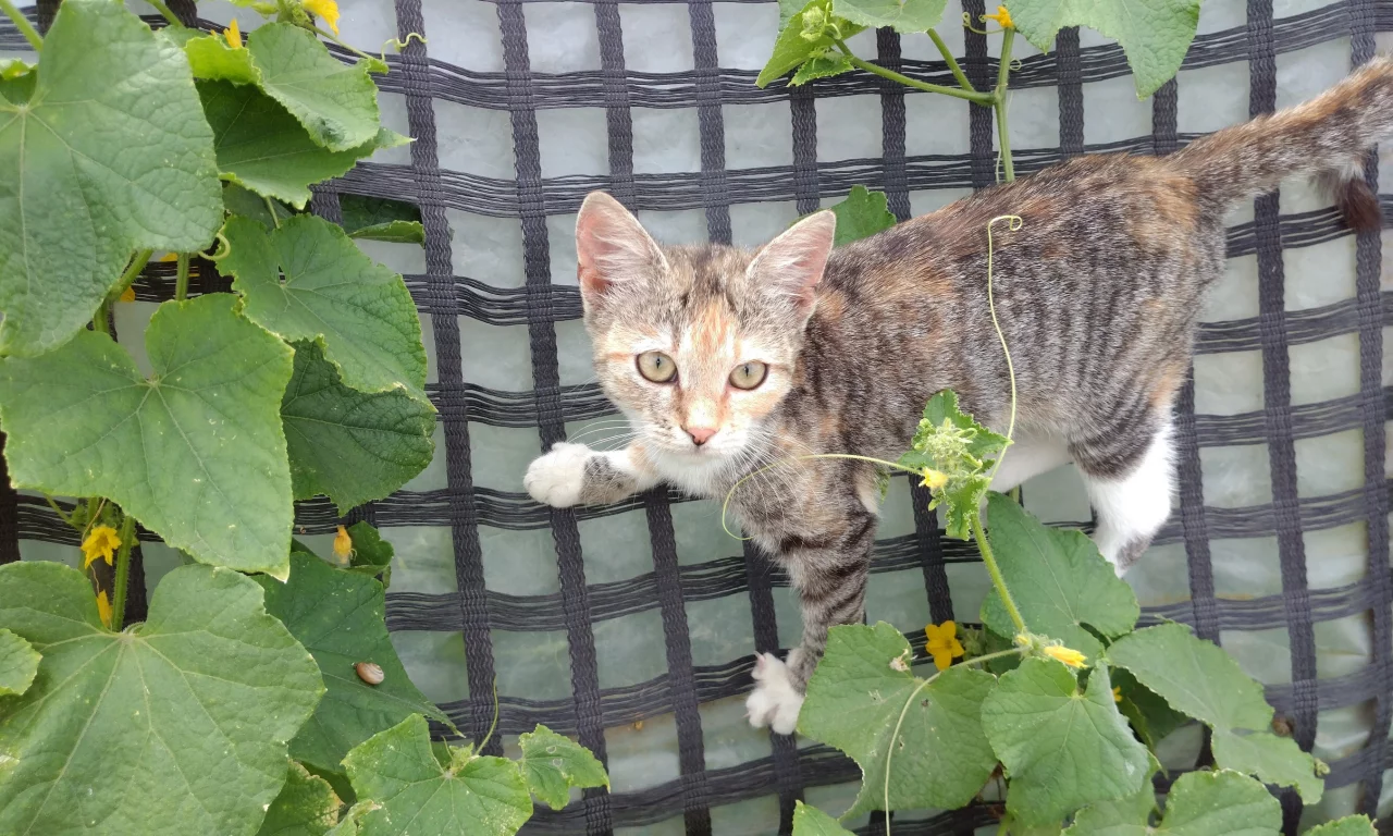 кошка