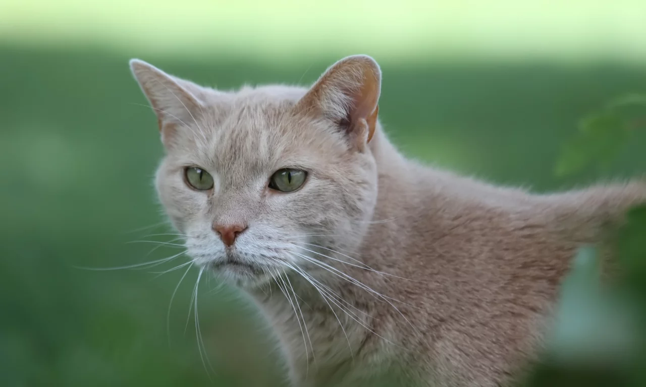 кот