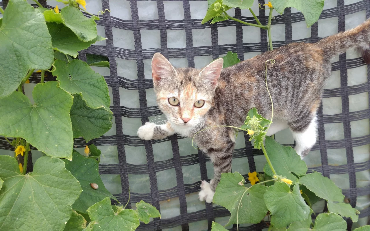 кошка