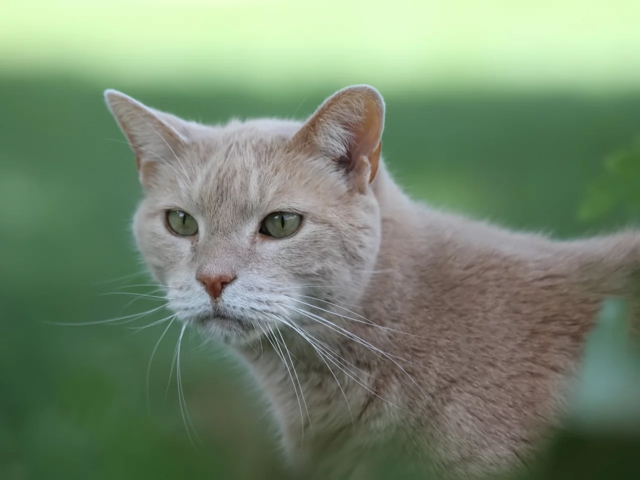 кот