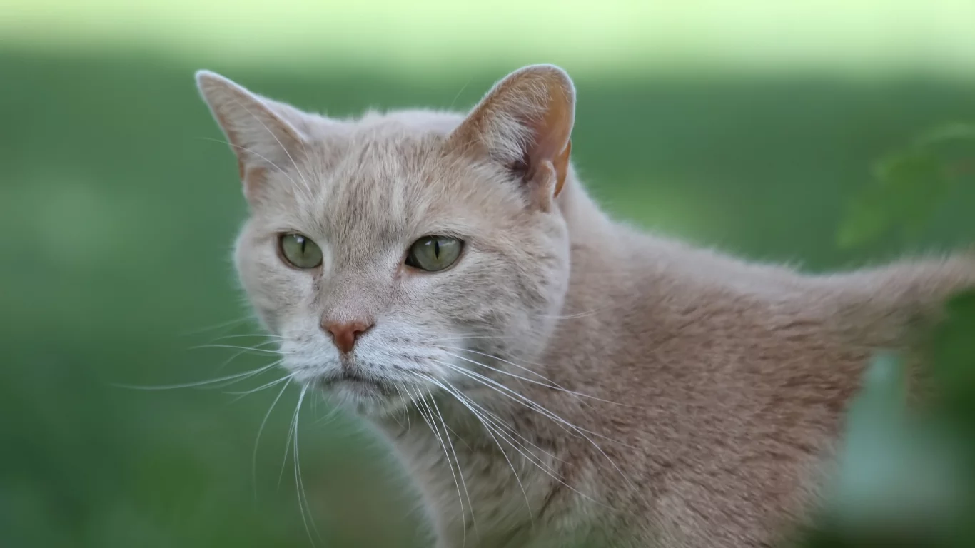 кот