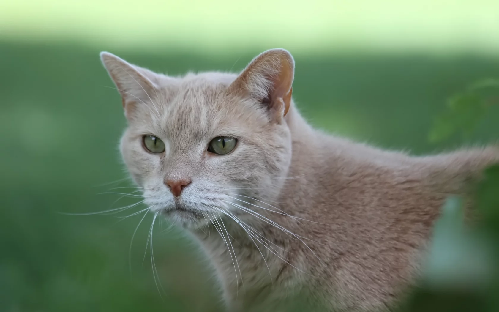 кот