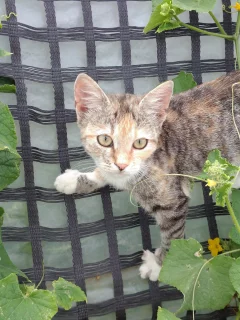 кошка