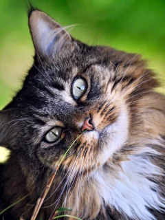 Кот