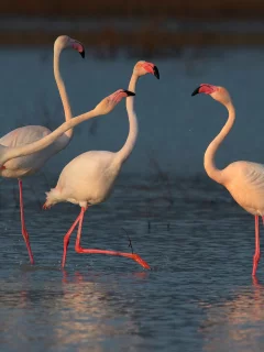 фламинго