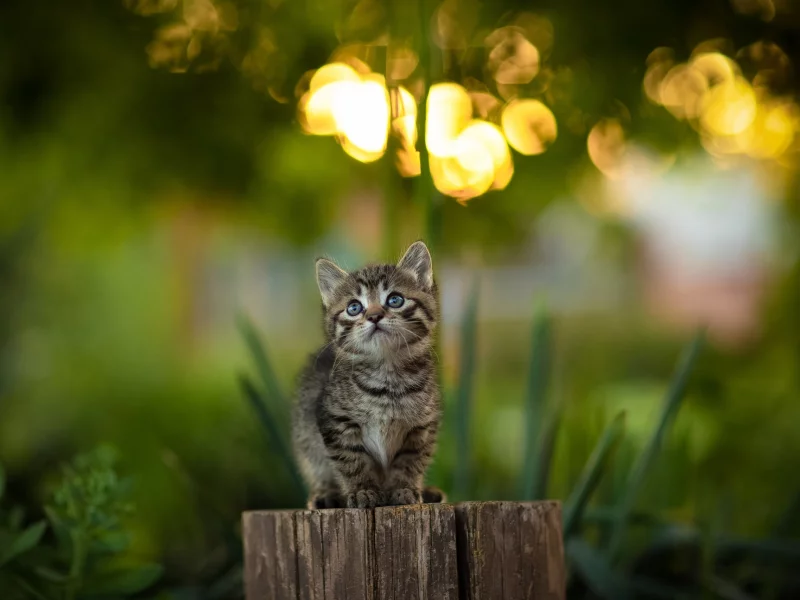 котёнок