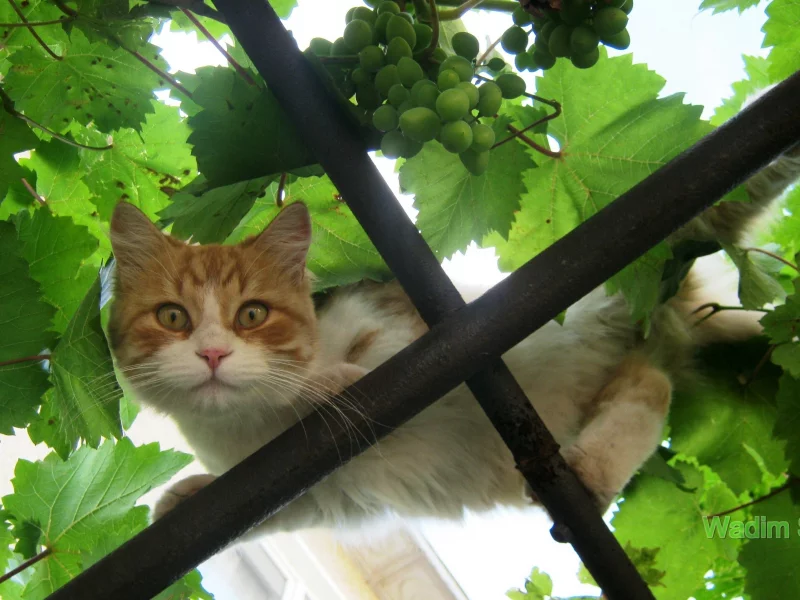 кот