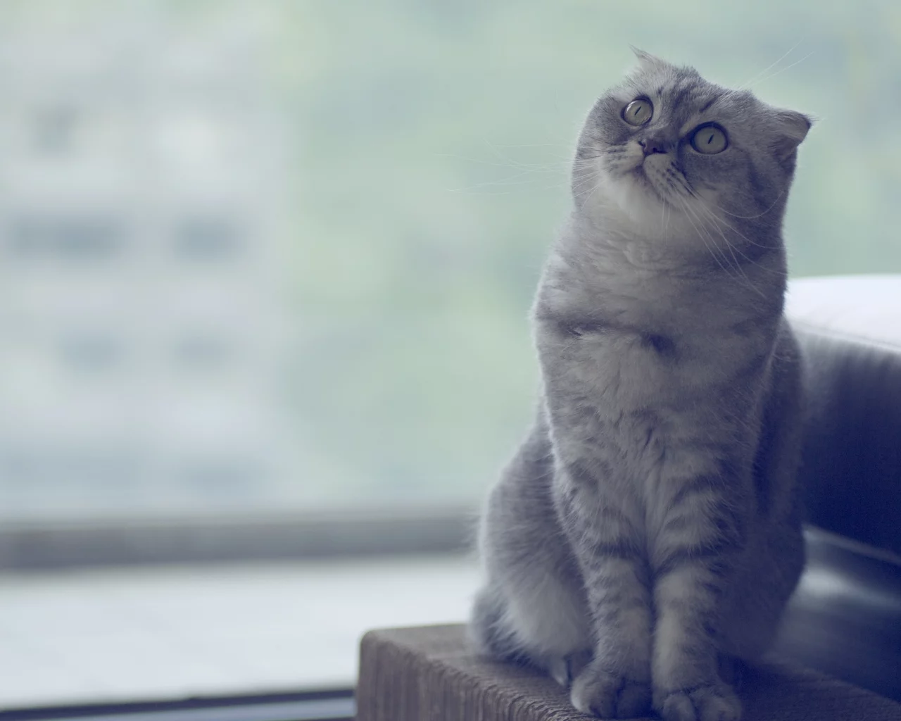 кот