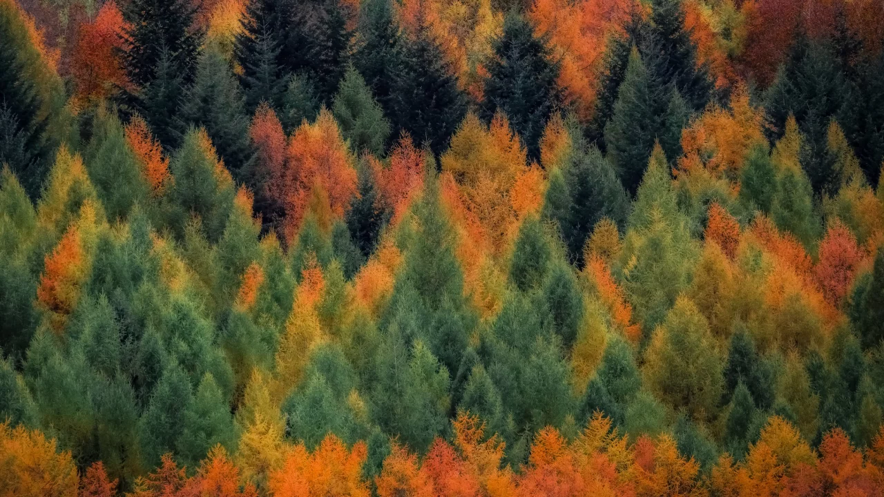 лес