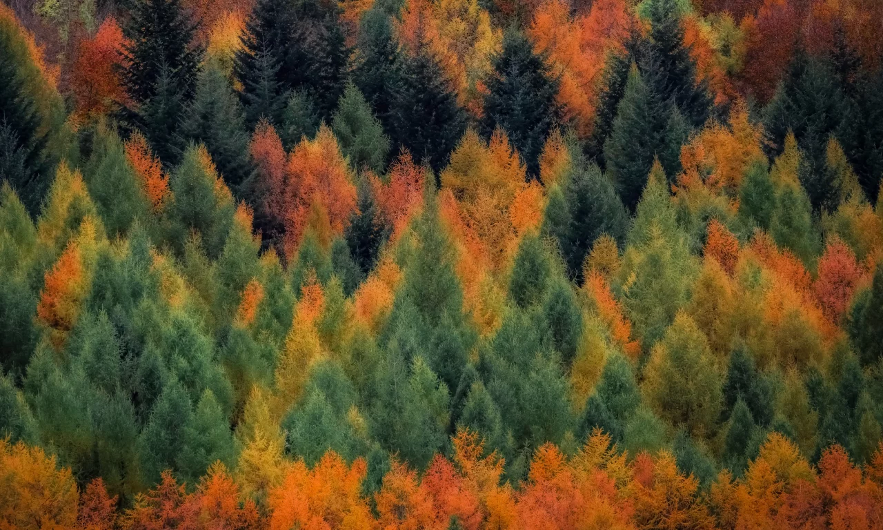 лес