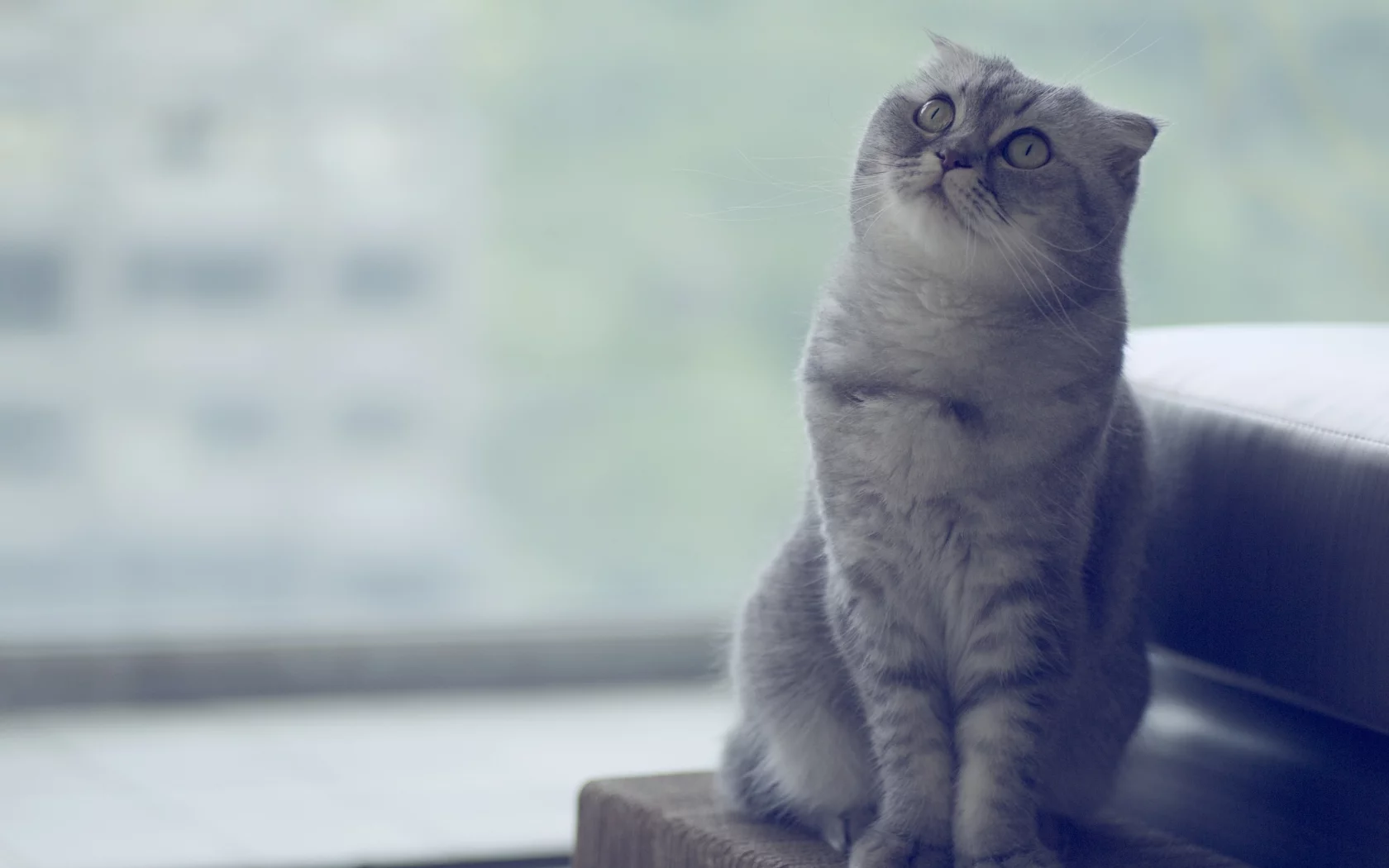 кот