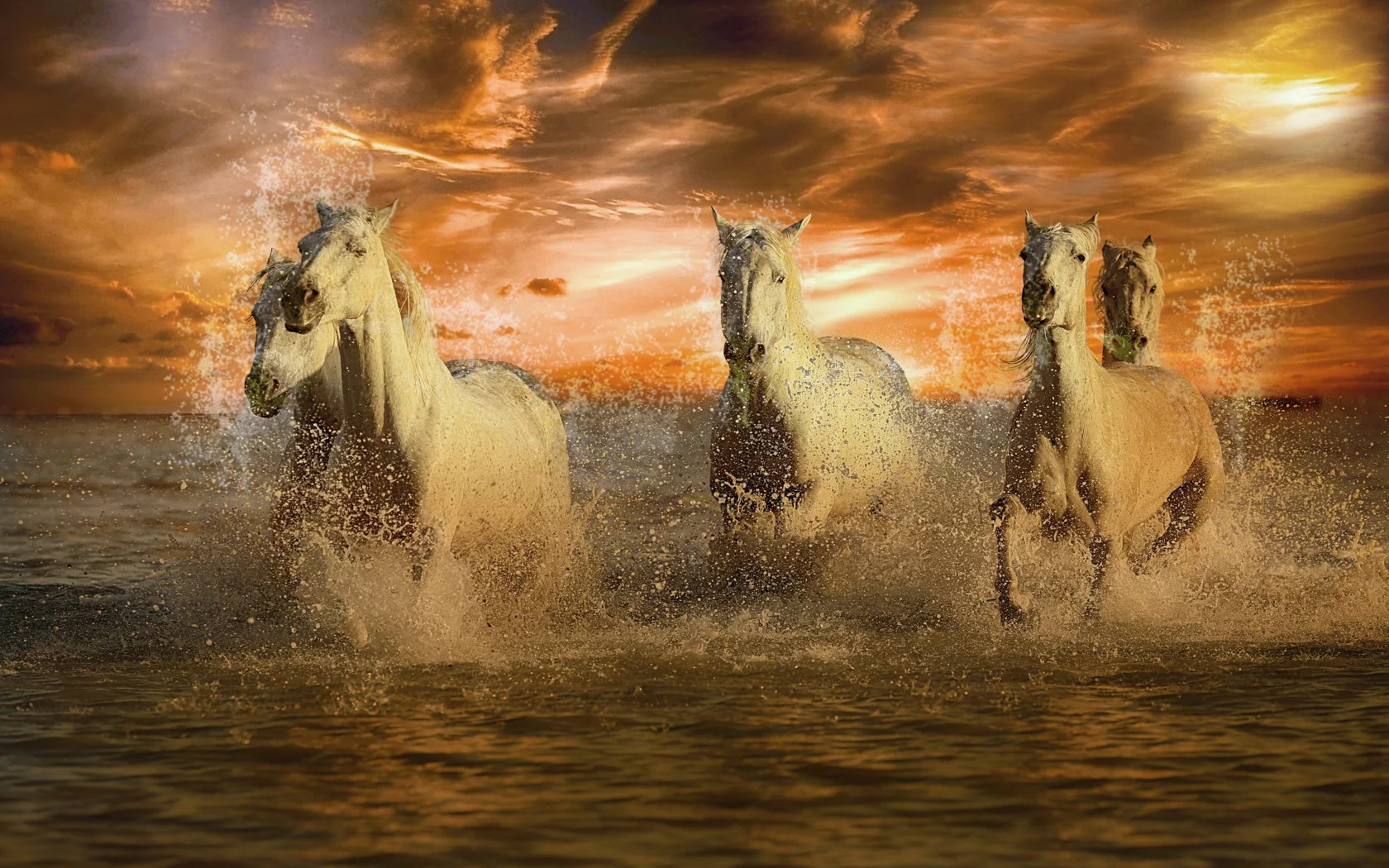 Caballos