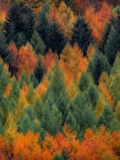 лес