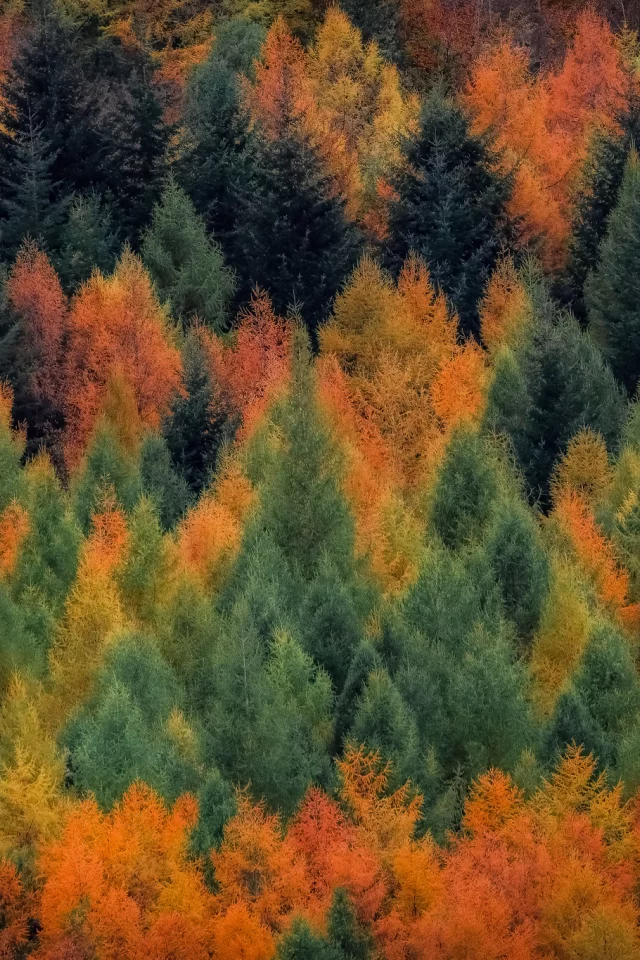 лес