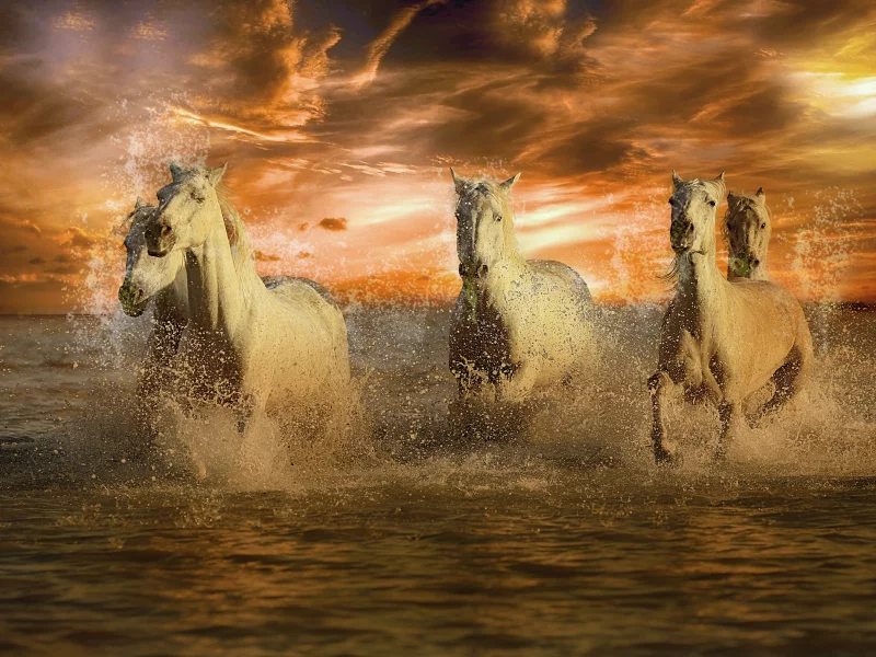 Caballos