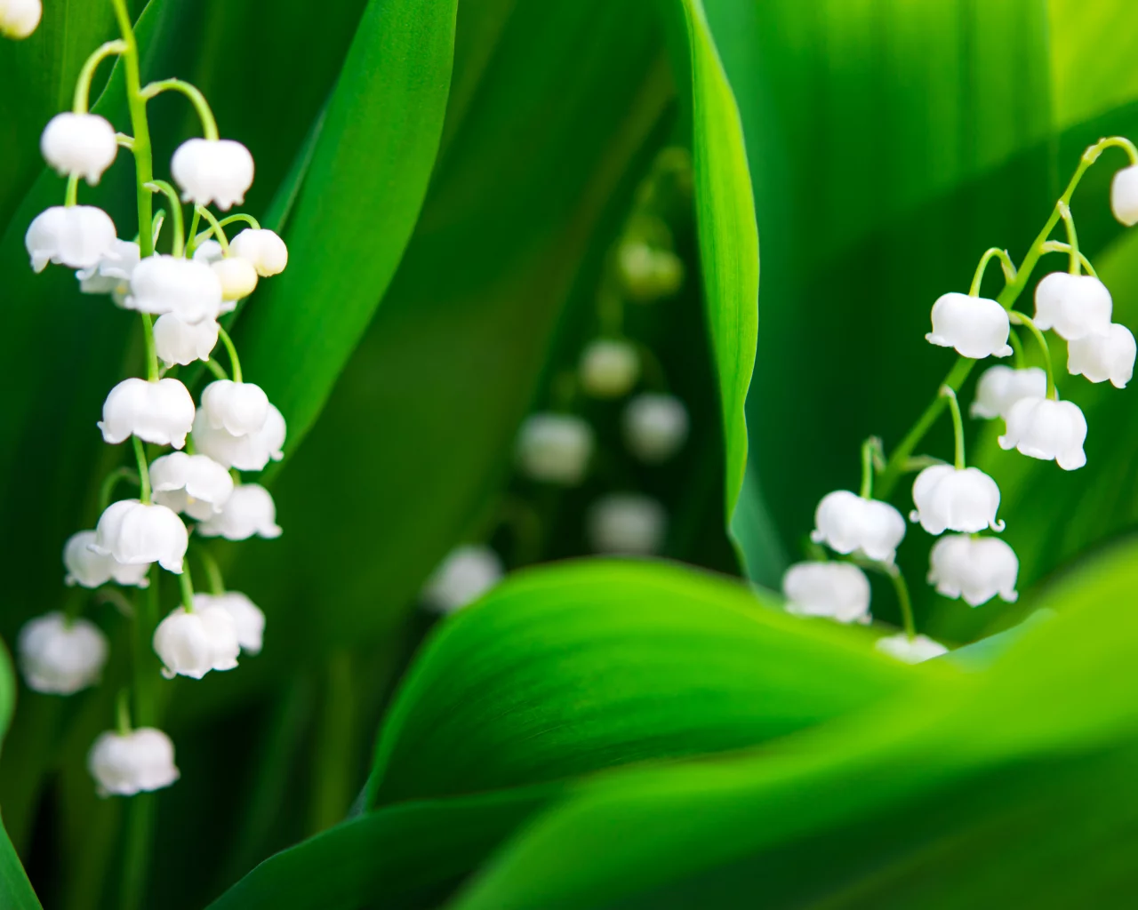 Flores