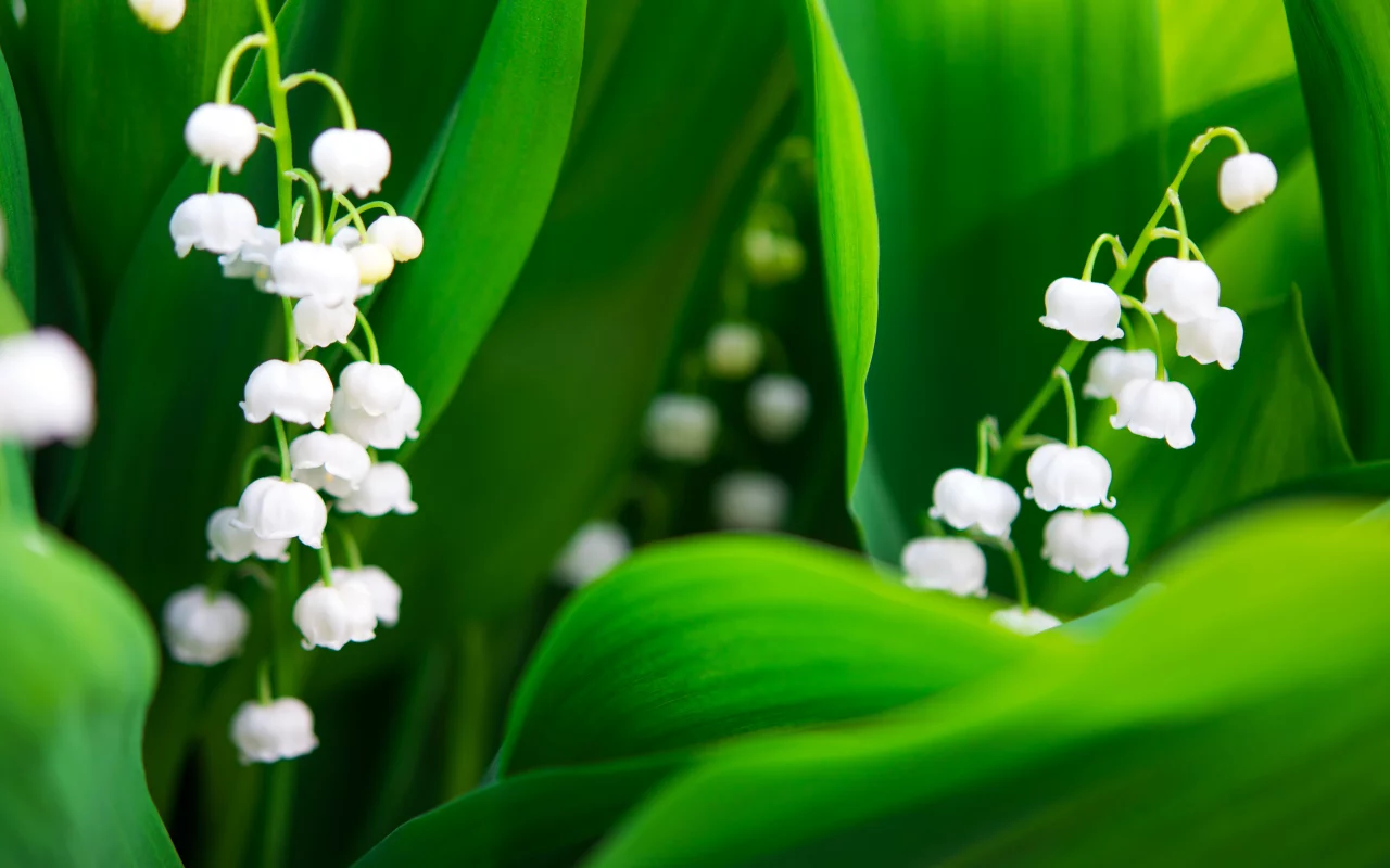 Flores