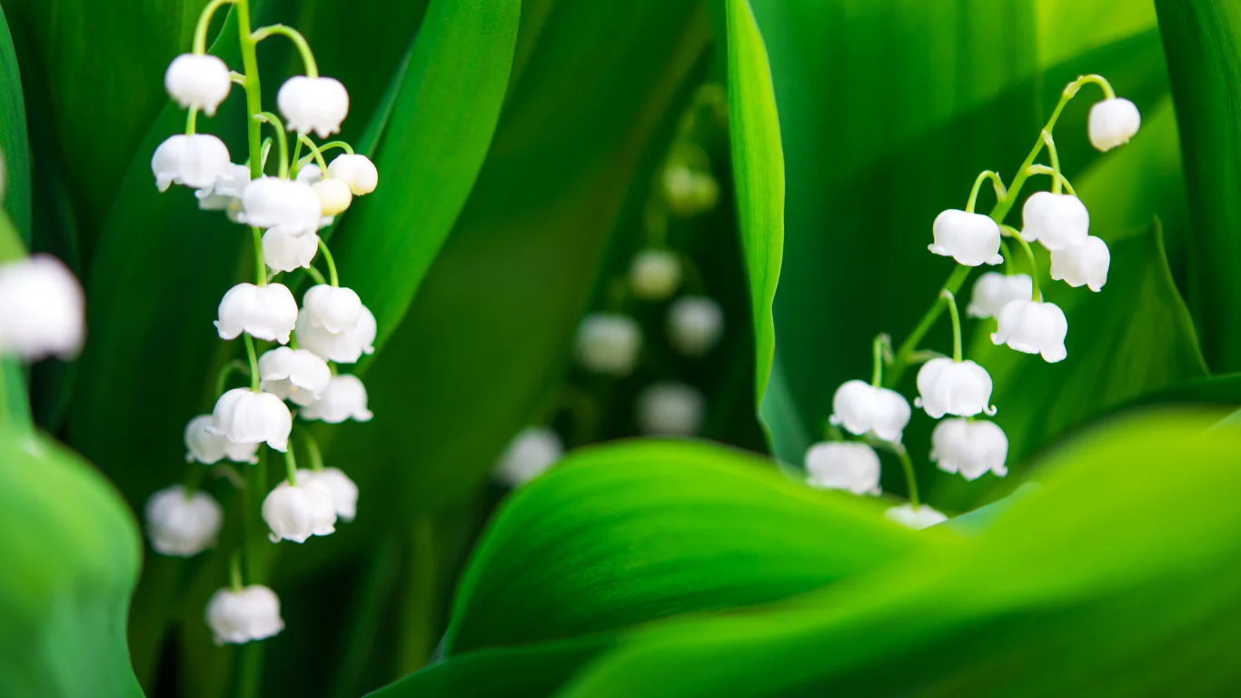 Flores