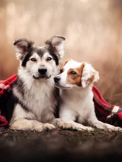 собаки