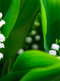 Flores