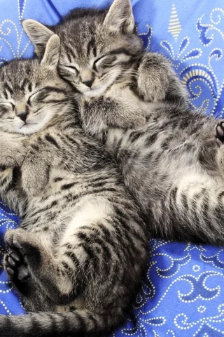 Котята
