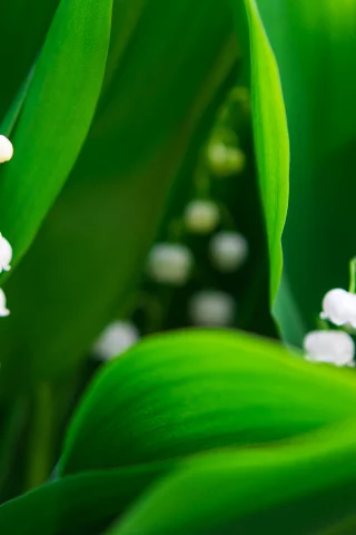 Flores