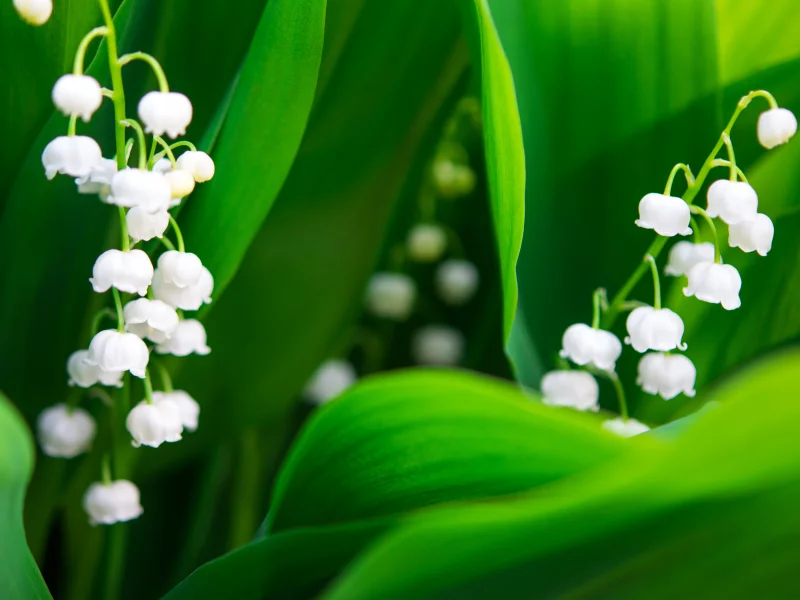 Flores