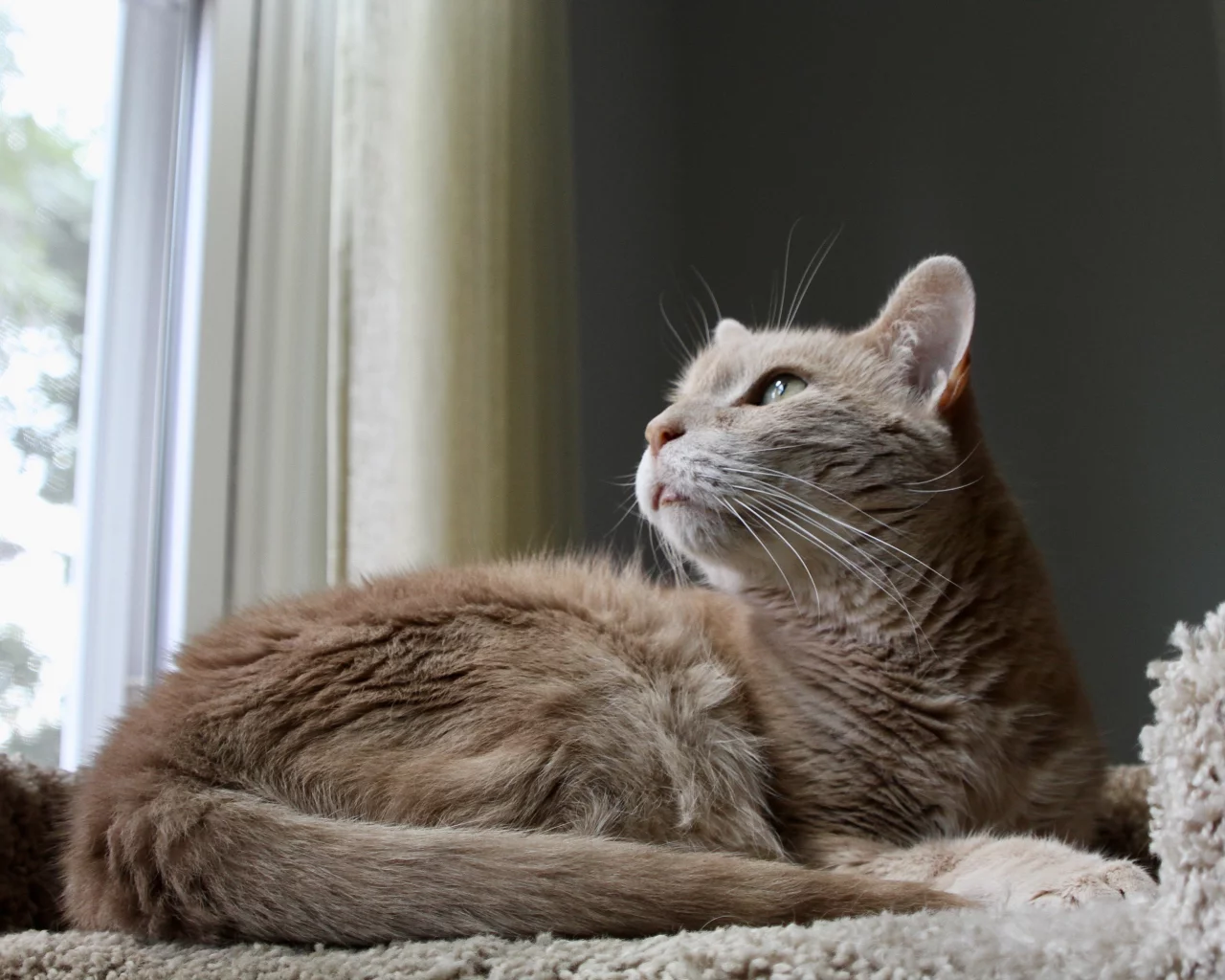 кот