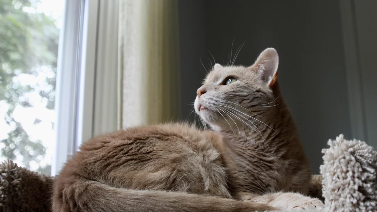 кот