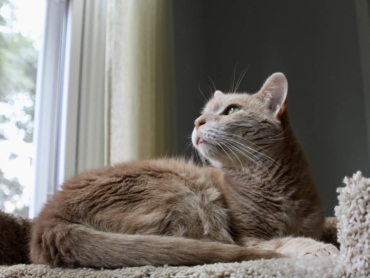 кот